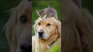 На это можно смотреть ВЕЧНО!! Смешные Кошки и Собаки! 😂😂😂 