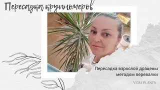 Пересадка взрослой Драцены методом перевалки