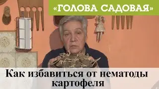 Голова садовая - Как избавиться от нематоды картофеля