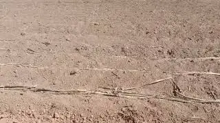 cog kab tsib los muag ua nyiaj