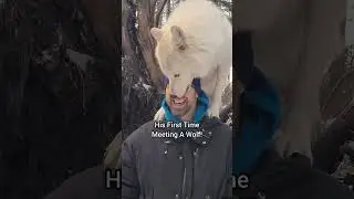Wolf Sanctuary:  Wolf LICKS face!