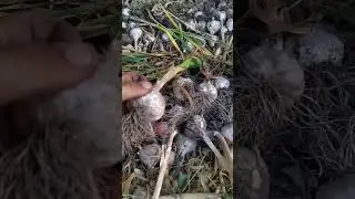 Уборка Чеснока. #shortsvideo #farming #чеснок#garlic