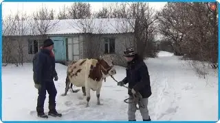 НАМ СТОЛЬКО КОРОВ НЕ НУЖНО, ТАК БУДЕТ ЛУЧШЕ ДЛЯ ВСЕХ, ЖИЗНЬ В ДЕРЕВНЕ