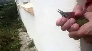 OISEAU LE PIVERT est entré dans la maison