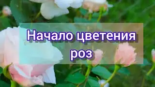 🌹🌹🌹Первые розы в саду🌹🌹🌹