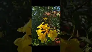 Samsung Galaxy F14 5G Camera Test       #galaxyf14