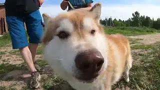 Гуляем с Хаски  Часть 1