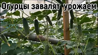 Огурцов будет много до самой осени если делать так. Дайте питание вашим огурчикам .