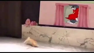 real tom and jerry