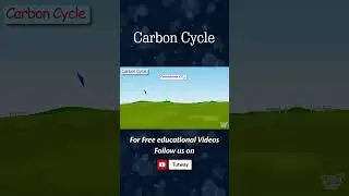 Carbon Cycle | Our Ecosystem | Respiration | Combustion | Decomposition