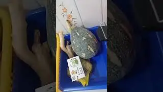 fruits from d house 