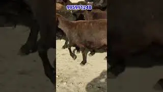 Эгизчи бугоз куйлар сотилади!