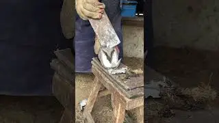 Great hoof trimming video extremely comfortable丨ASMR丨Donkey hoof cutting sound