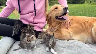 This Is What My Golden Retriever Does When I Pet Foster Kittens