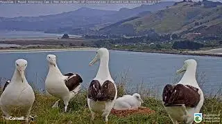 Dancing Royal Albatrosses Take over the 