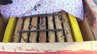 Как зимуют пчёлы в декабре ?