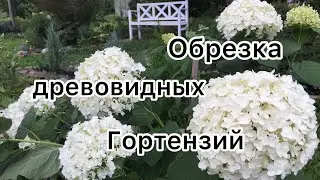 ОБРЕЗКА ДРЕВОВИДНЫХ ГОРТЕНЗИЙ. Мой опыт обрезки.