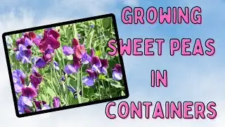 Container Gardening with Sweet Peas 🌺 Spring Planting Tutorial for Summertime Blooms!