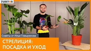 Стрелиция: посадка и уход | Советы от Ильи Гомыранова