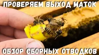 Проверяем выход маток. Обзор сборных отводков