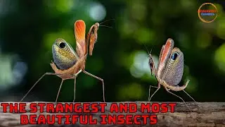 Top 10 most beautiful strange insects in the natural world - Discovery Channel