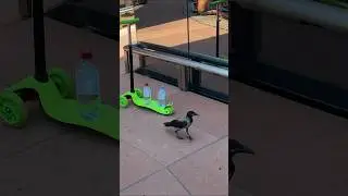 Дерзкая ворона😁 хочет пить. Гоняет Артема)))