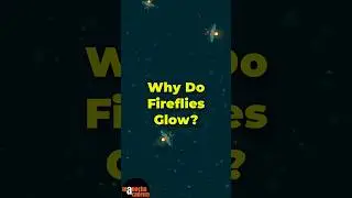 How do Fireflies Glow? #shorts