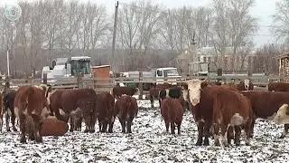 Начинал бизнес с одной коровы: история успеха фермера из Болотнинского района