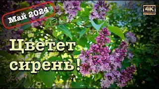 Цветет сирень! 🌿Прогулка в мае 2024 🚶🏻‍♂️‍➡️