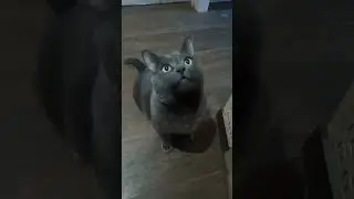 С днем кошек!
