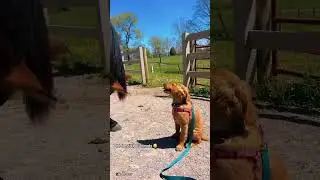 Dog and horse are best friends