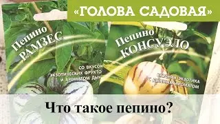 Голова садовая - Что такое пепино?