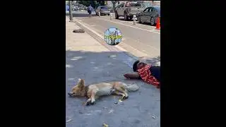 Nap on the Sidewalk 🐶🧔🏻‍♂️| #shorts