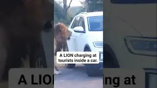 Aggressive Lion 🦁 