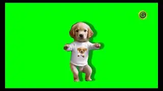 Cute Dog Dancing Green Screen HD (2024)