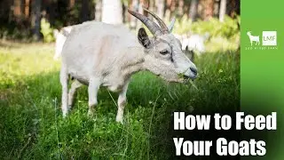 Feeding Your Goats for Optimum Growth