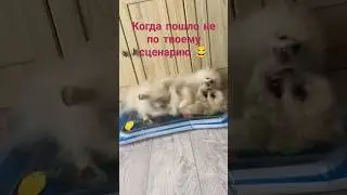Шпицы забавные ❤️❤️❤️ #шпиц #pomeranian #собака
