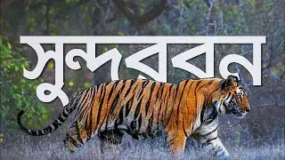 সুন্দর ভয়ংকর সুন্দরবন | সবচেয়ে বড় ম্যানগ্রোভ বন | Largest Mangrove Forest Sundarbans