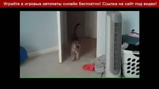 Самое Смешное Видео Про Котов! Обхохочетесь До Слез