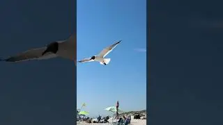 The seagull is trying to steal my wife!