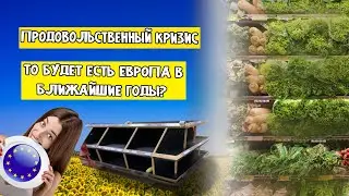 ГОЛОД В ЕВРОПЕ? | ПРОДОВОЛЬСТВЕННЫЙ КРИЗИС В ЕВРОПЕ