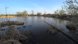 Не успел опустится поплавок на дно , как сразу потащило. Рыбалка  в камышах 2024