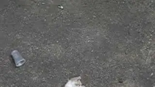 kittens playing in my backyard