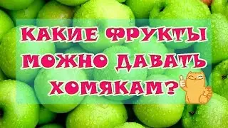 КАКИЕ ФРУКТЫ МОЖНО ДАВАТЬ ХОМЯКАМ? | ПИТАНИЕ ХОМЯКОВ 🍎