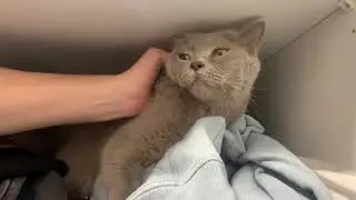 How to Squish a BRITISH Cat Tutorial