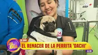 'Dachi' festeja su cumpleaños junto a otros perritos rescatados