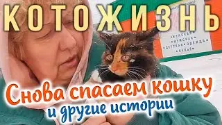 СНОВА СПАСАЕМ КОШКУ🔸МАРИНА ПРИДУМАЛА КОНФЕТЫ и другие истории😻КОТОЖИЗНЬ!