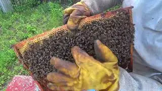Расширение пасеки путем деления семьи на 2 части. Проверка через 27 дней. Матка и яйца есть!!!