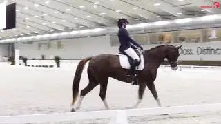 Second Level Dressage Musical Freestyle