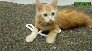 OYUNCU KEDİ DİEGO İP İLE OYNUYOR 😊